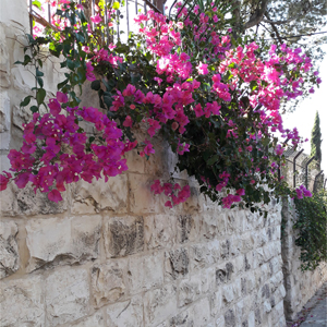 Bougainvillea