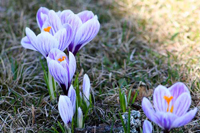 Krokus
